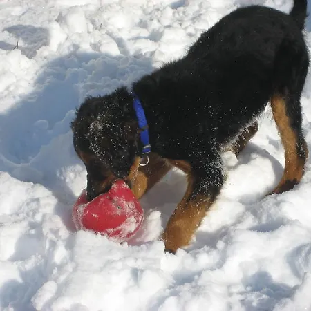 Frühstückspension Le Moulin De Lusseau Chef-Boutonne