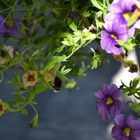 Frühstückspension Le Moulin De Lusseau Chef-Boutonne