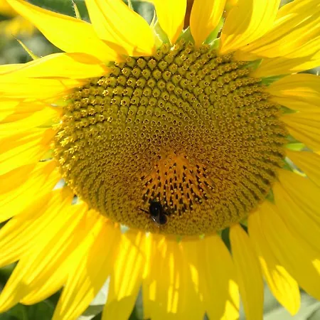 Frühstückspension Le Moulin De Lusseau Chef-Boutonne