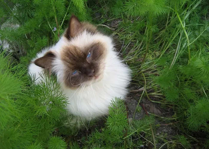 Le Moulin De Lusseau
